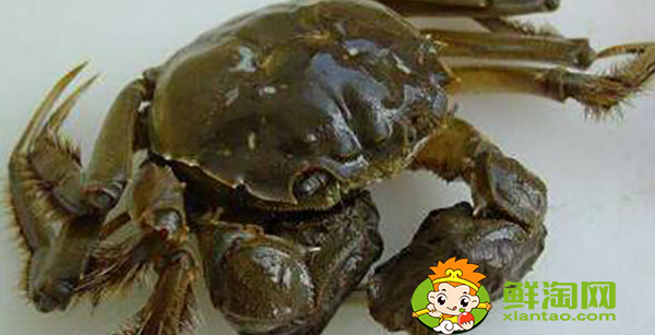 大闸蟹礼券哪个牌子好,盘锦河蟹阳澄湖大闸蟹哪个好吃