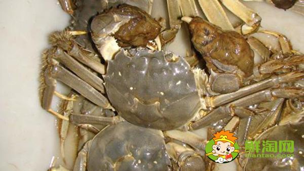 黄河口大闸蟹又称什么，黄河口大闸蟹特点