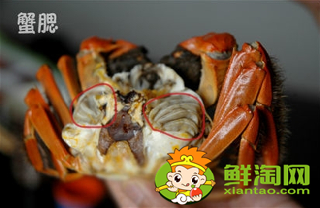 大闸蟹怎么吃新手,大闸蟹不能吃的部位图