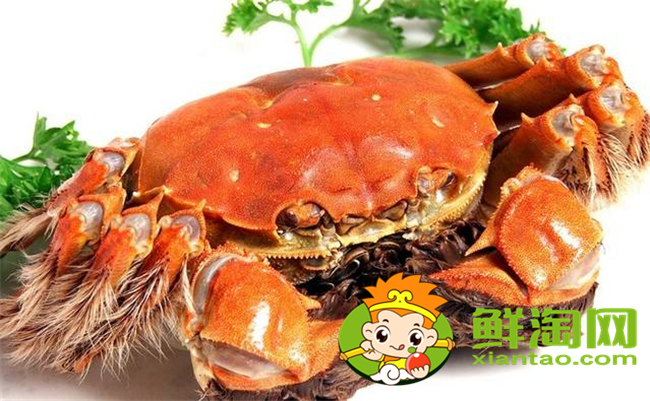 黄河口大闸蟹最佳季节,黄河口大闸蟹和阳澄湖大闸蟹的区别