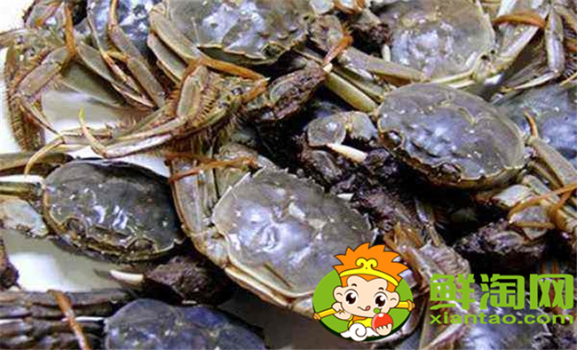黄河口大闸蟹蒸多久,黄河口大闸蟹怎么存放