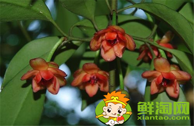 假八角叫什么名字,和八角类似的叫什么