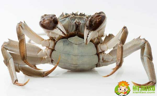 大闸蟹多少钱一斤,最佳吃大闸蟹的季节