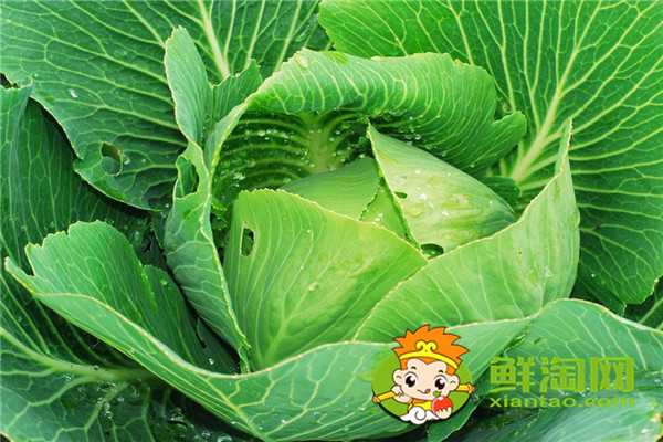 卷心菜能速冻吗,包菜一般可以放多久