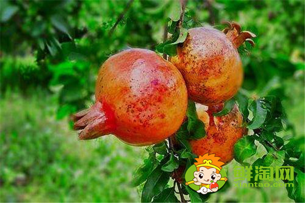 吃石榴要不要吐籽,怎样吃石榴才是正确的吃法