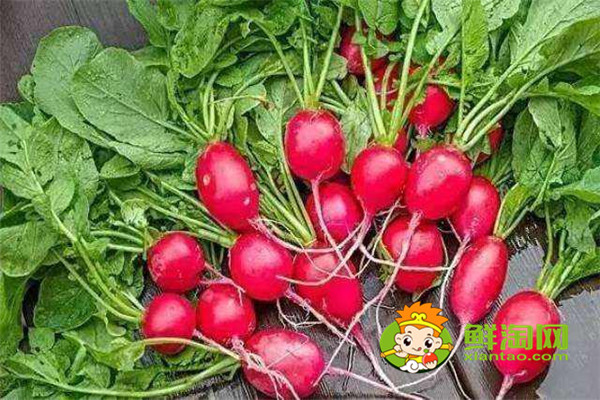 炒红萝卜要放什么调料,红萝卜做馅儿和什么是绝配