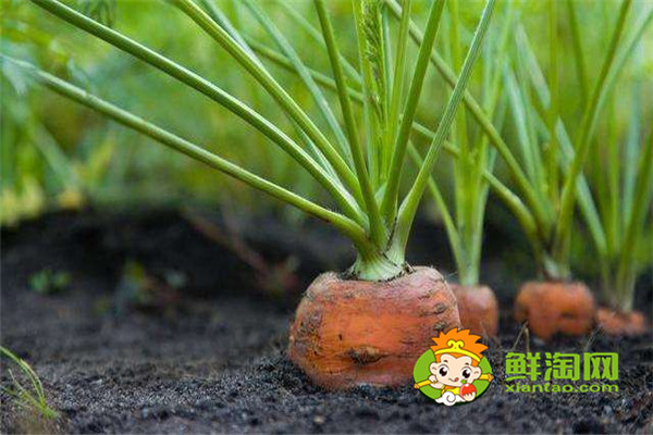 水果胡萝卜是直接吃吗,胡萝卜一天吃一根行吗