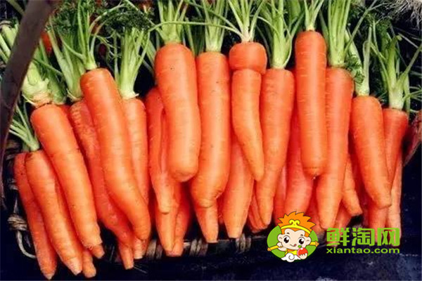 白萝卜放地窖储存好吗,胡萝卜可以放土里长久保存吗