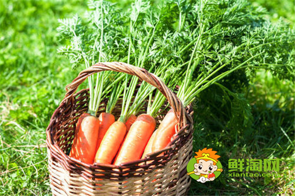 白萝卜放地窖储存好吗,胡萝卜可以放土里长久保存吗