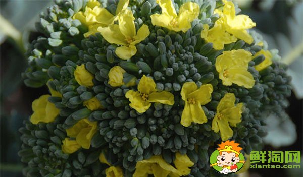 西兰花开花了还能吃吗,西兰花怎么洗