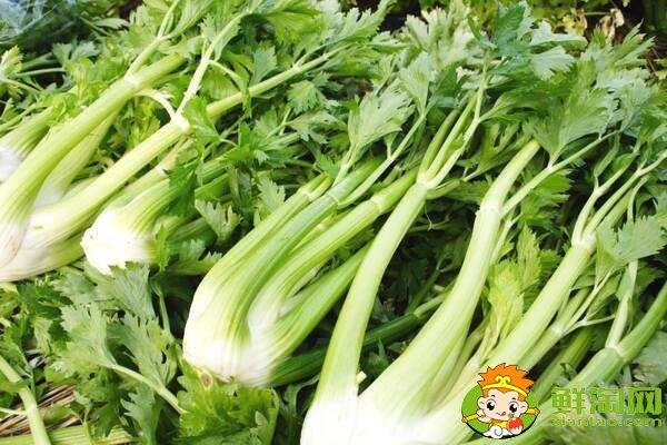 芹菜放冰箱软了还能吃吗,熟芹菜放冰箱能放几天