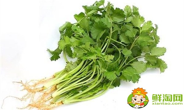 香菜怎么保存新鲜不烂,冬瓜木耳香菜汤可以减肥吗
