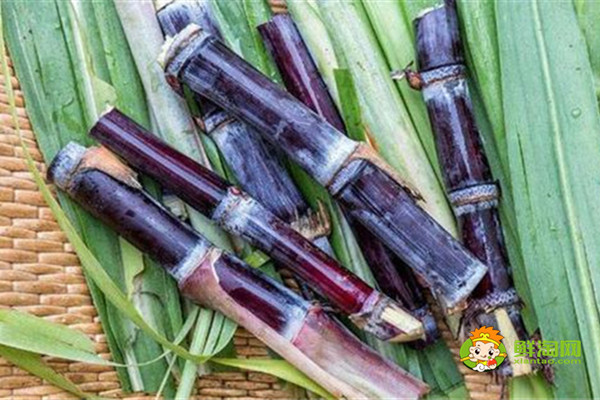 甘蔗与什么一起煲汤好,甘蔗和羊肉煲汤可以滋补暖身