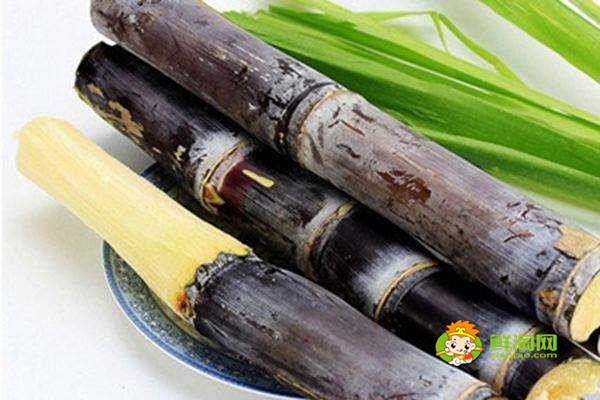 甘蔗上火吗,晚上吃甘蔗上火吗
