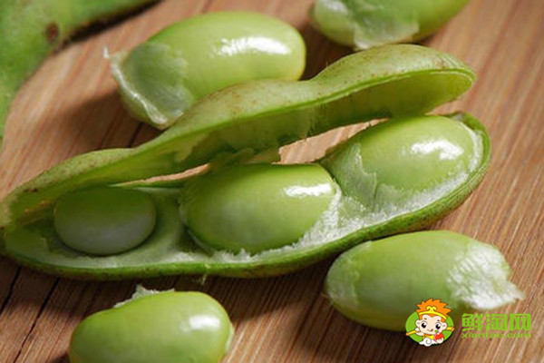 毛豆是黄豆吗,毛豆是什么季节成熟的