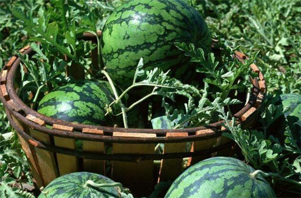 越吃越瘦的10种水果,吃水果的最佳时间