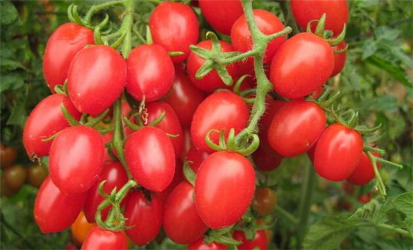 越吃越瘦的10种水果,吃水果的最佳时间